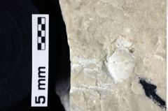 Foto (Detailansicht) von Goniodromites sp. (NHMW-GEO-1990-0041-0009)